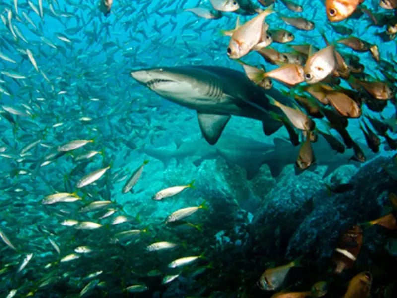 Future diving adventures after the First 3 dives