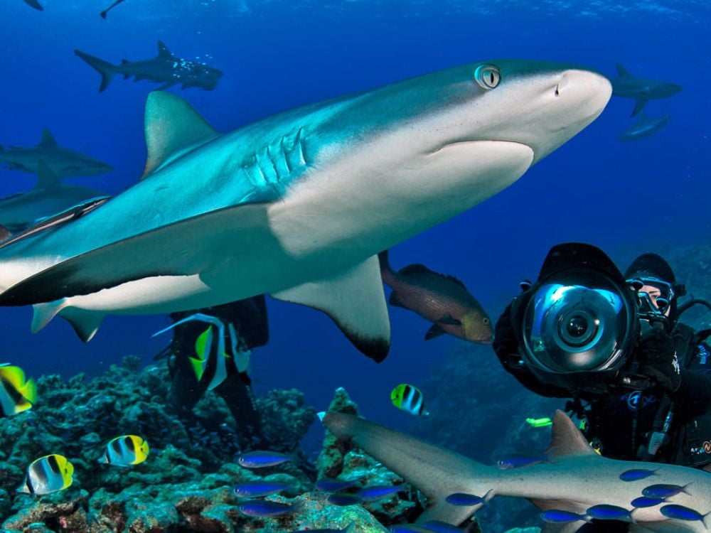 Coral Sea – Osprey Reef wall