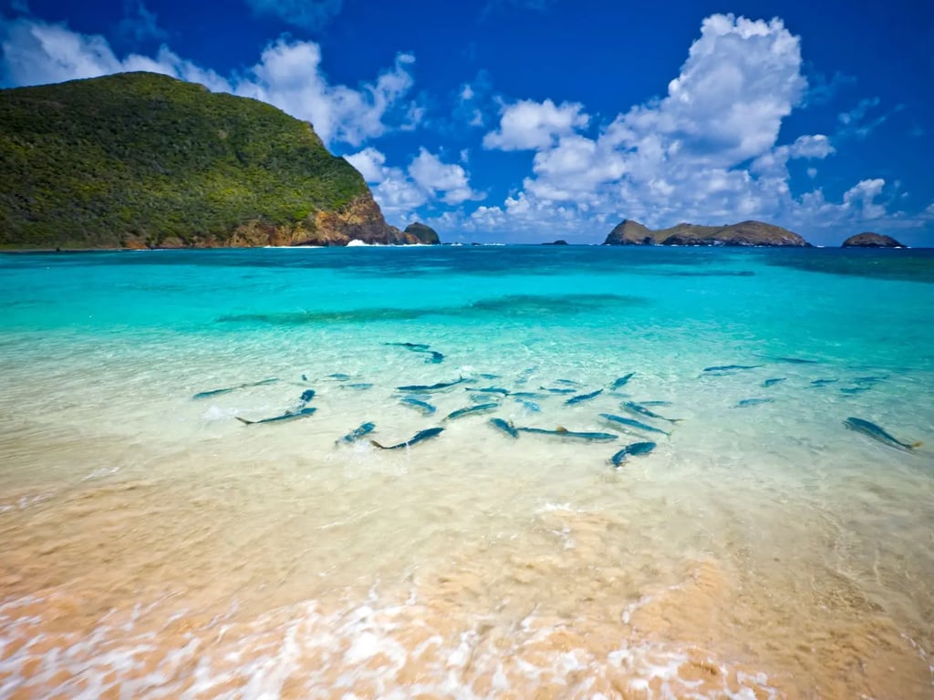 Lord Howe Island clear-water reef diving