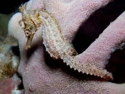 Sydney White's seahorse on reef