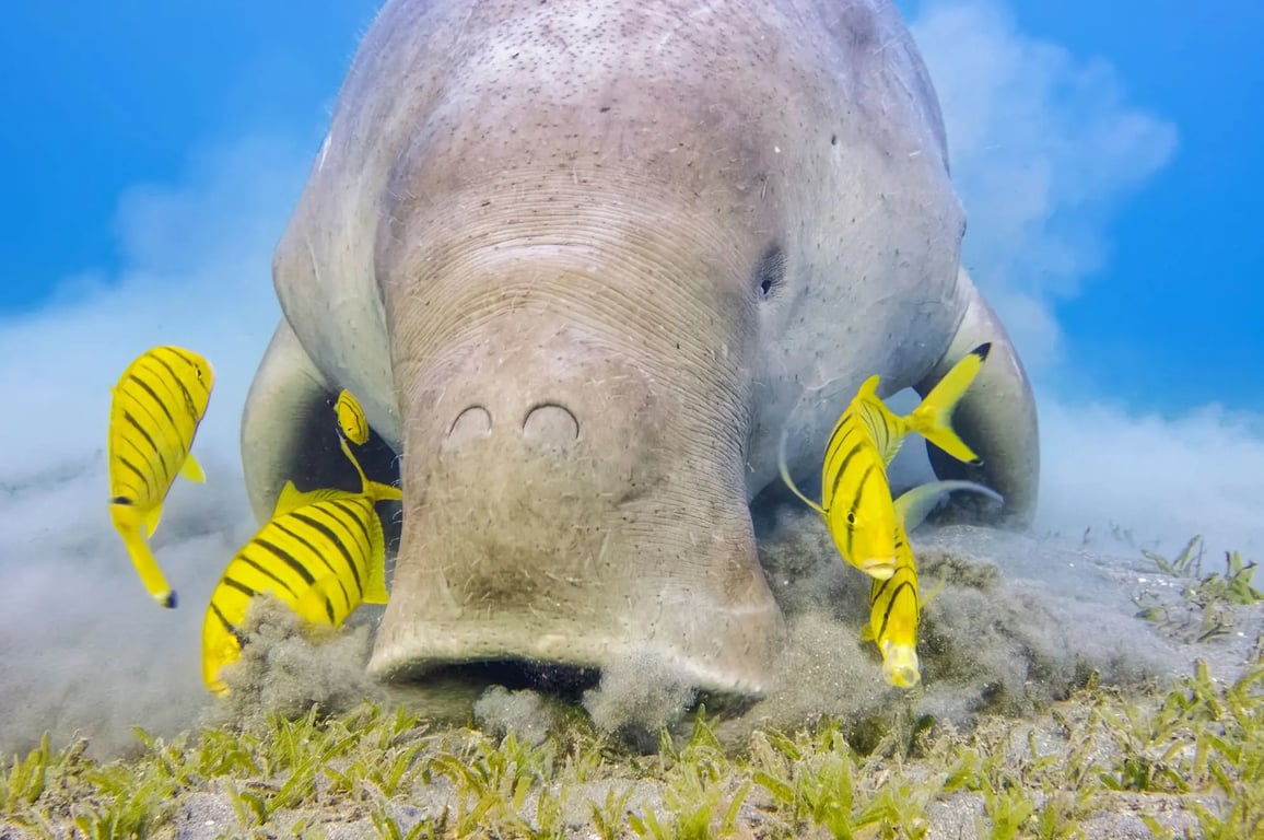 Dugong grazing seagrass with striped yellow fish around its muzzle