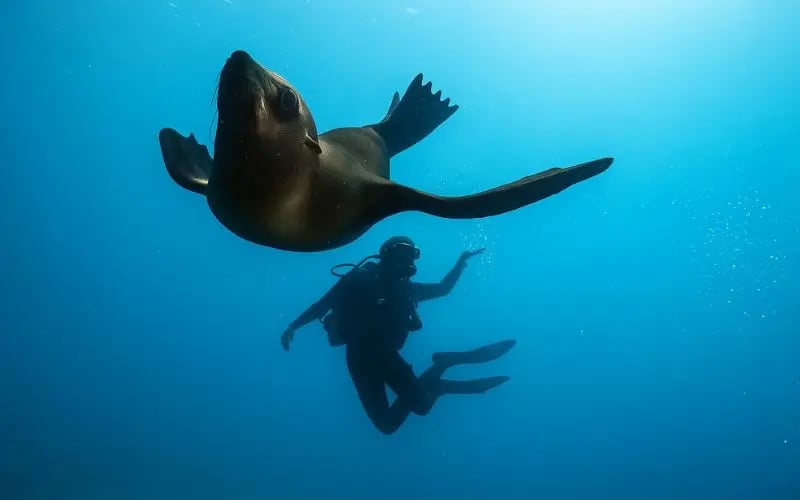 Diver swimming with a seal on a Sydney dive adventure