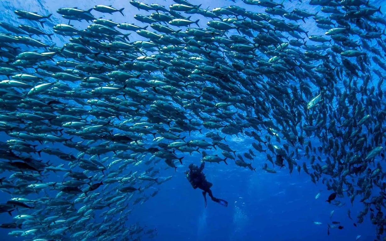 Scuba diver surrounded by a large school of fish while diving from a liveaboard