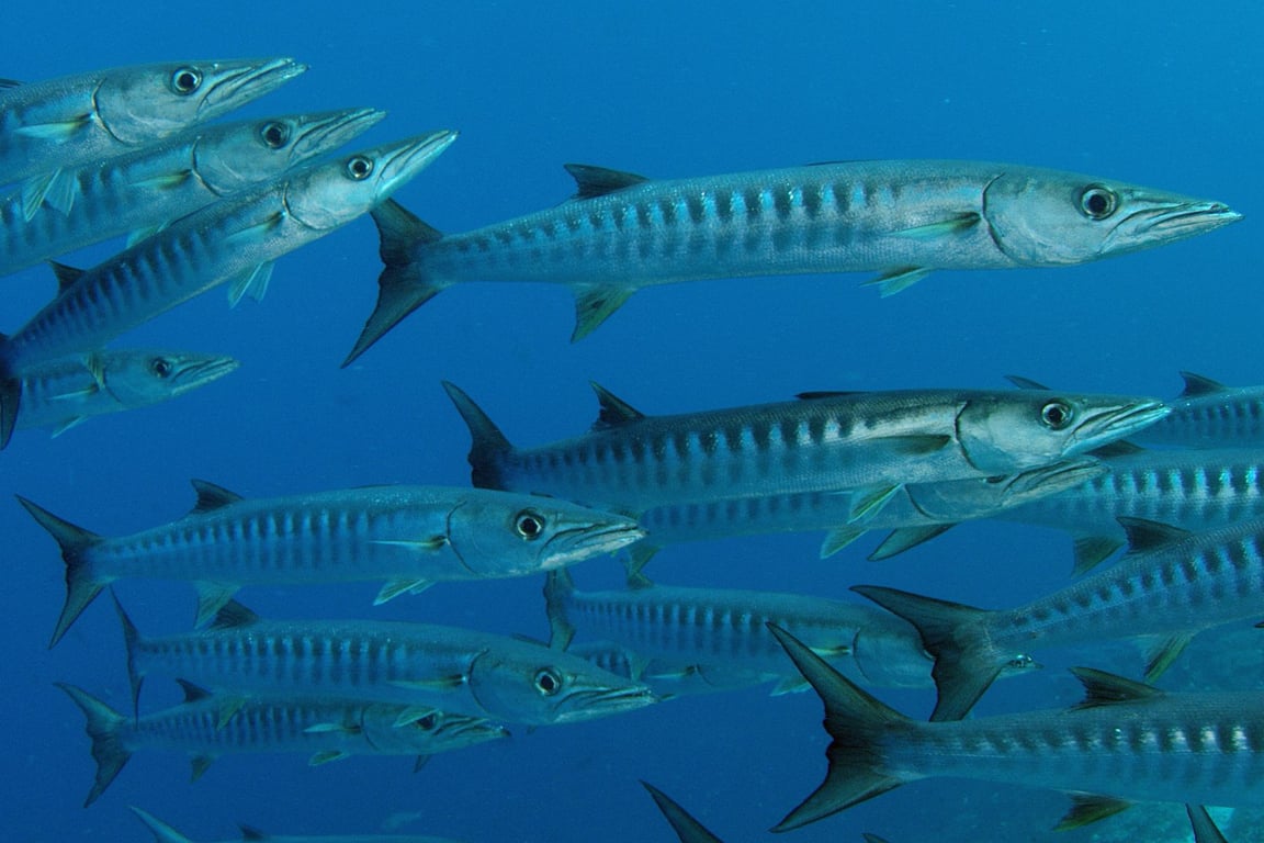 Schooling barracuda in open blue water during Coral Sea Safari.