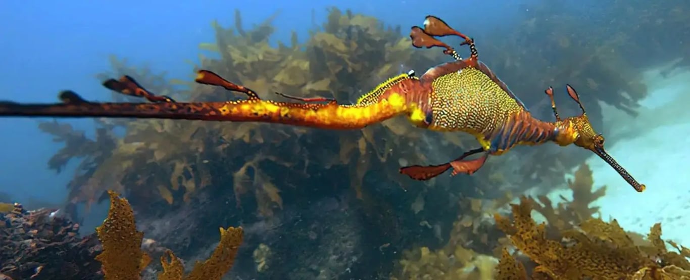 Weedy seadragon swimming through kelp at a Sydney dive site