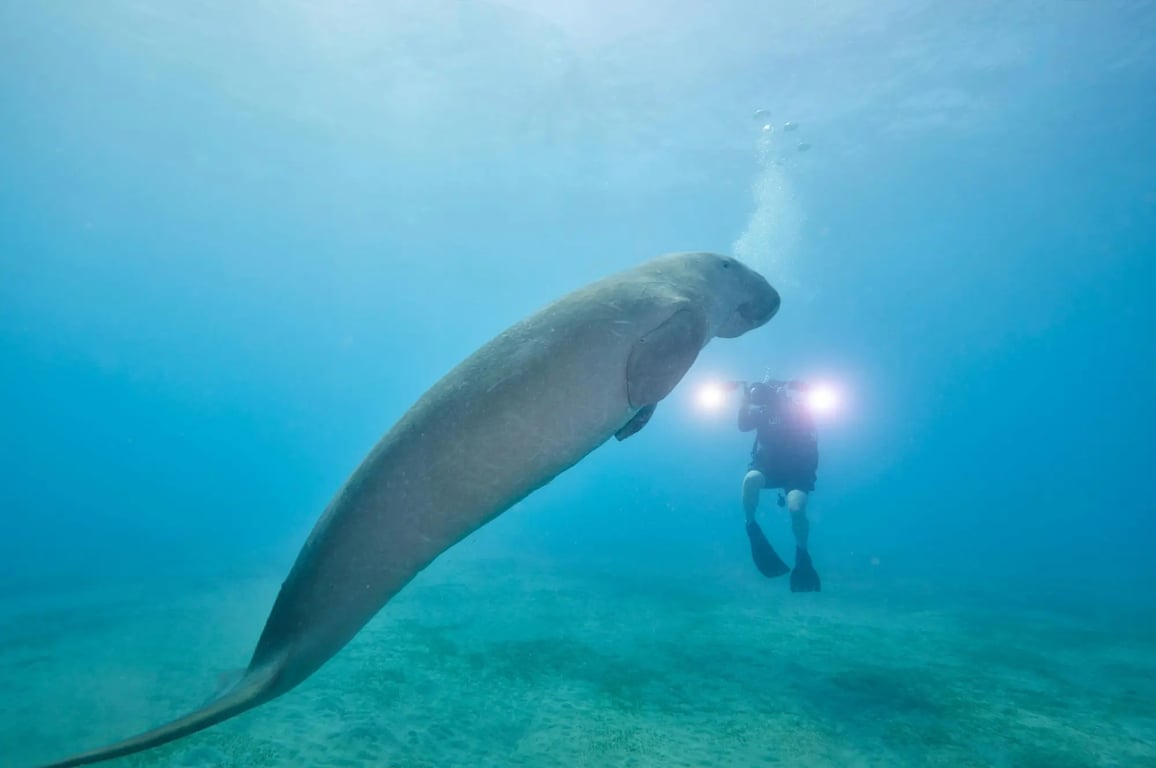 Dugong passing a scuba diver underwater
