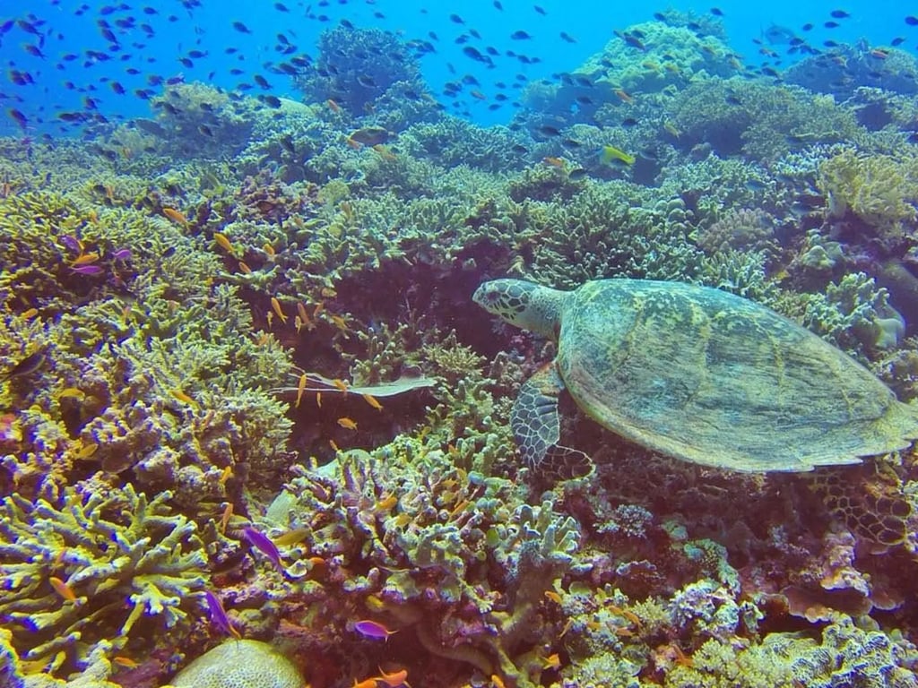Tubbataha Reefs liveaboard diving in the Philippines