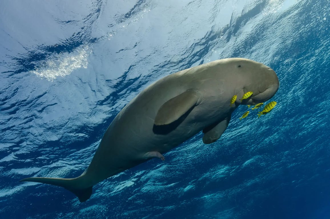 Wild dugong swimming calmly in clear blue water