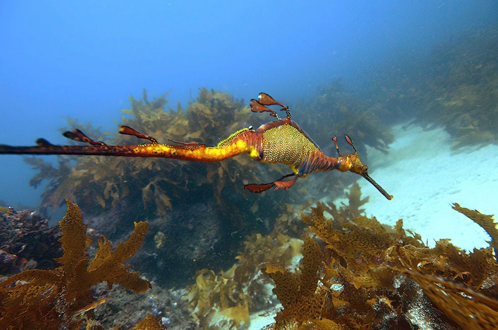 Scuba divers exploring the Kurnell National Park dive sites, surrounded by rich marine life.