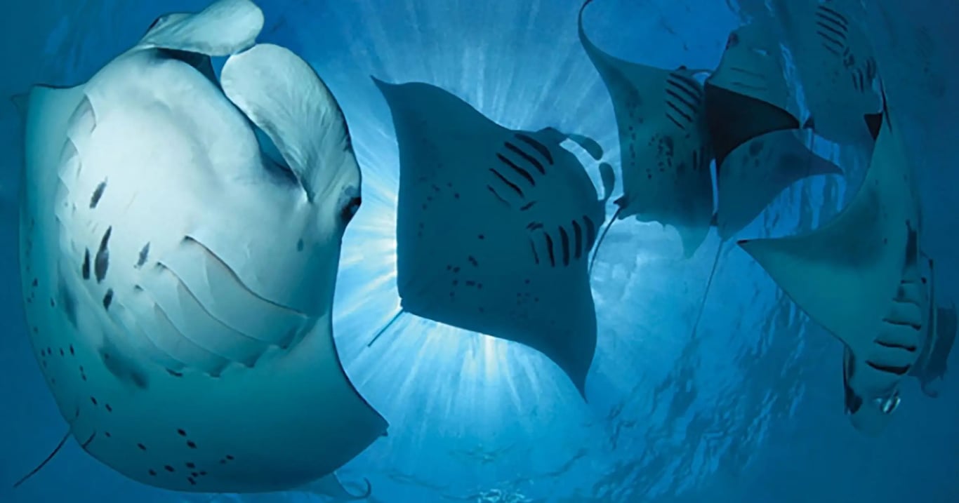 Komodo manta rays representing the April to November Coral Triangle travel window