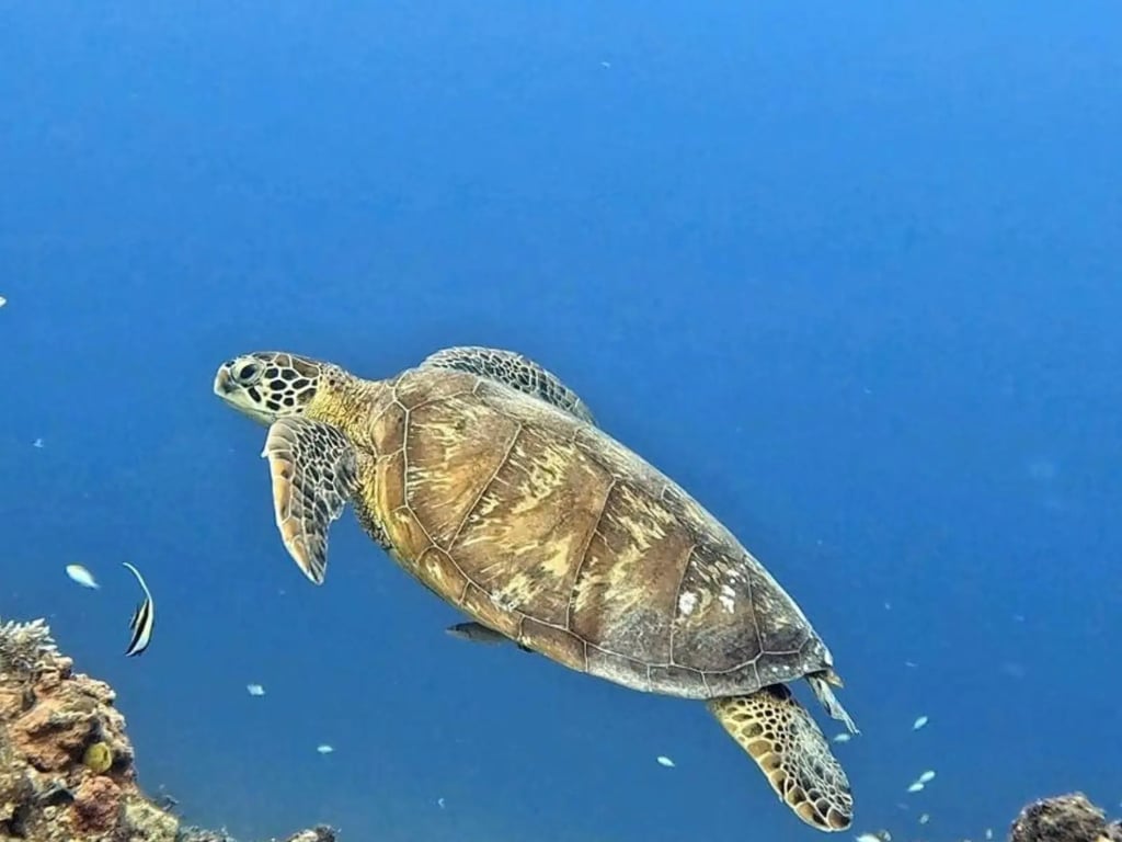 A green sea turtle gliding over a Moso reef into blue water