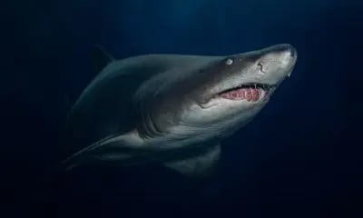 Grey nurse shark cruising at Magic Point, Sydney