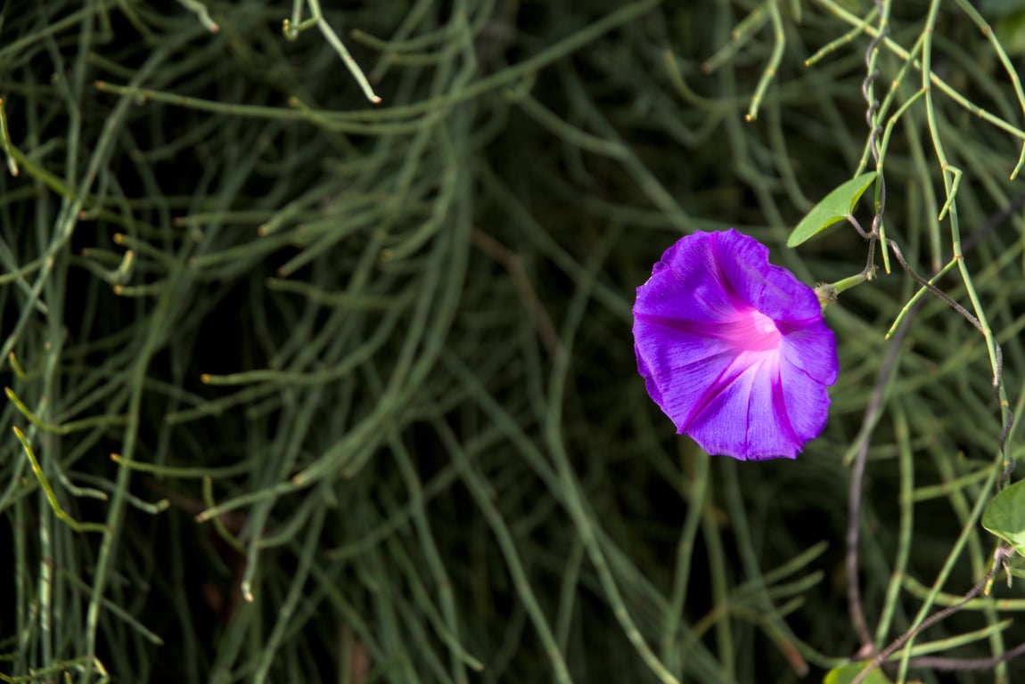 A single purple flower