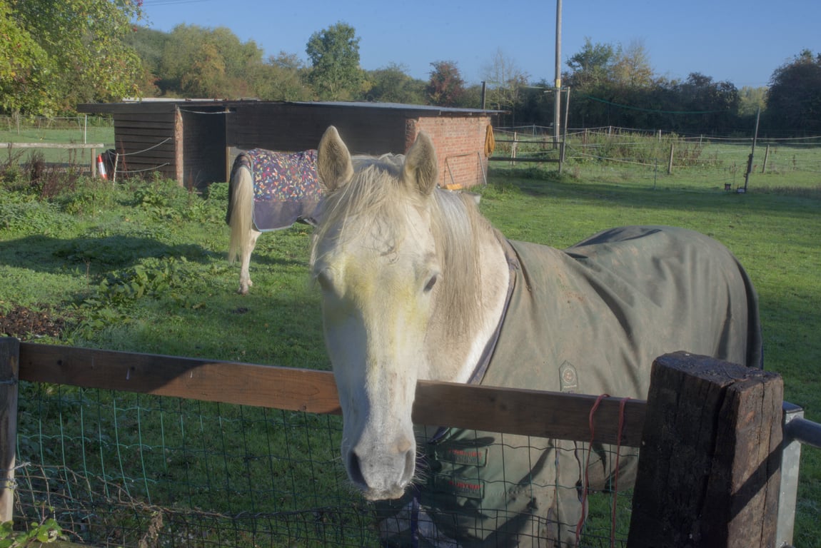 A horse wearing a blanket