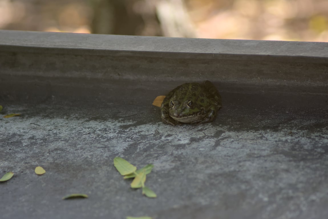 A frog chilling on a bench