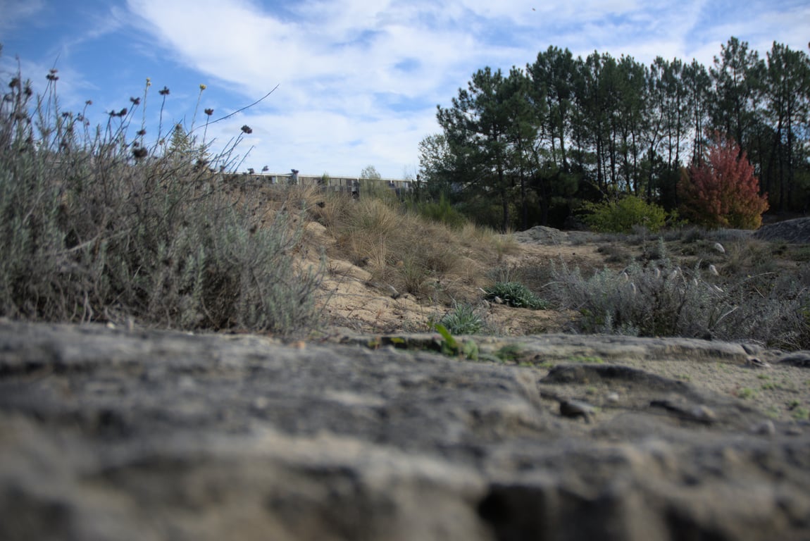 A sandy diorama filled with shrubs and short grasses