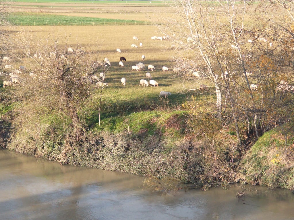 Sheep grazing next to the river