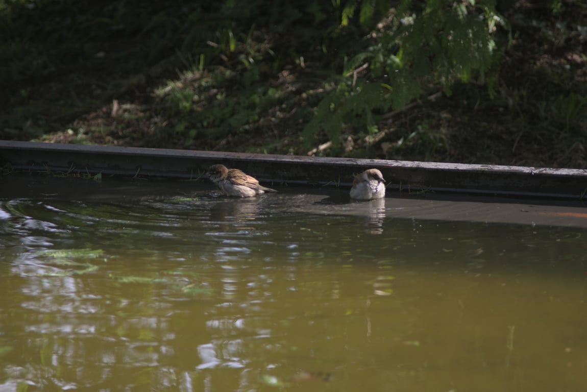 A small songbird bathing in an artificial pond