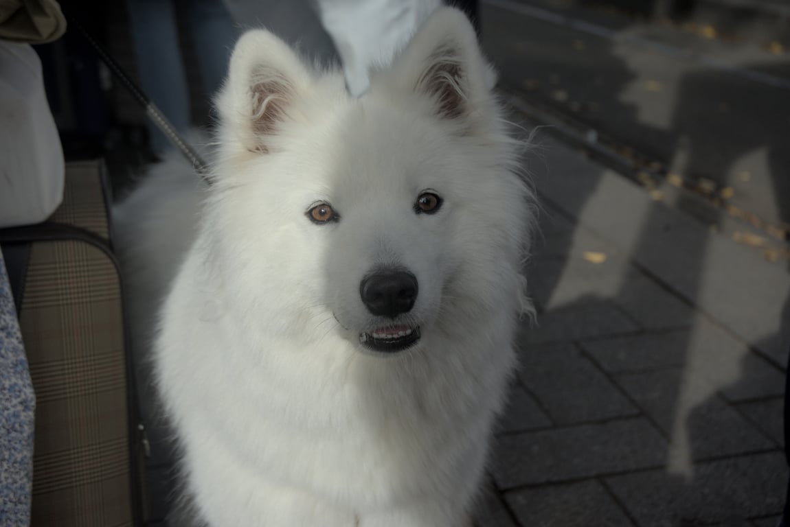A beautiful dog with pure white fur
