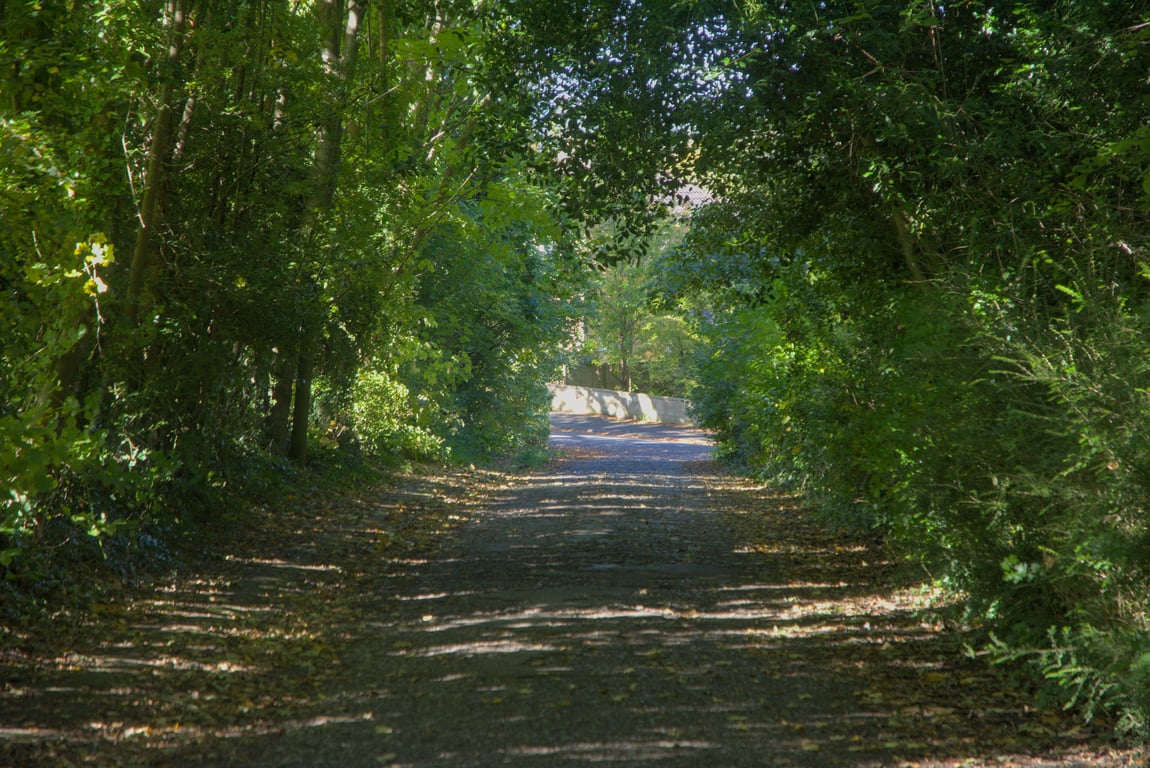 A beautiful grove of trees along the skyline walk