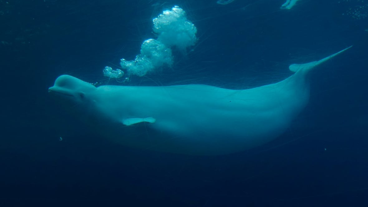 玛丽岛水族馆面临财务危机 迫切求助联邦政府