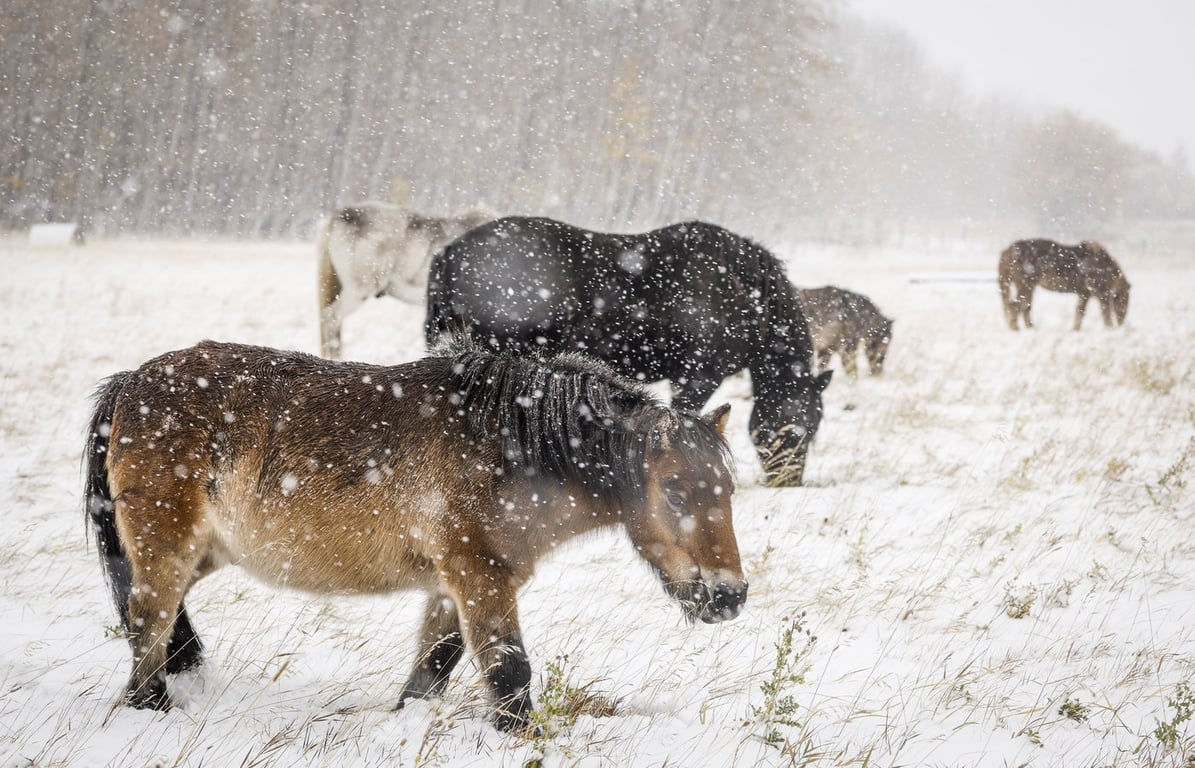 曼尼托巴暴风雪导致数千户家庭停电