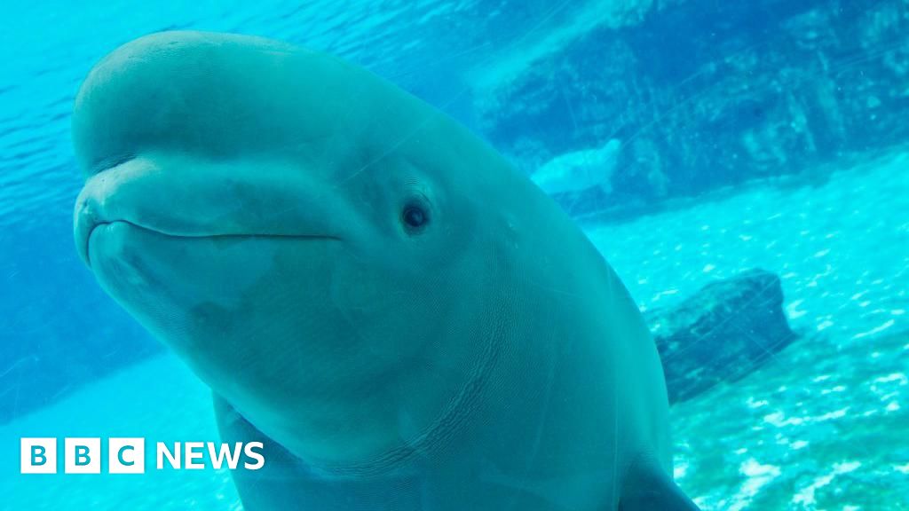 拯救海洋生物：马里兰水族馆的困境与未来