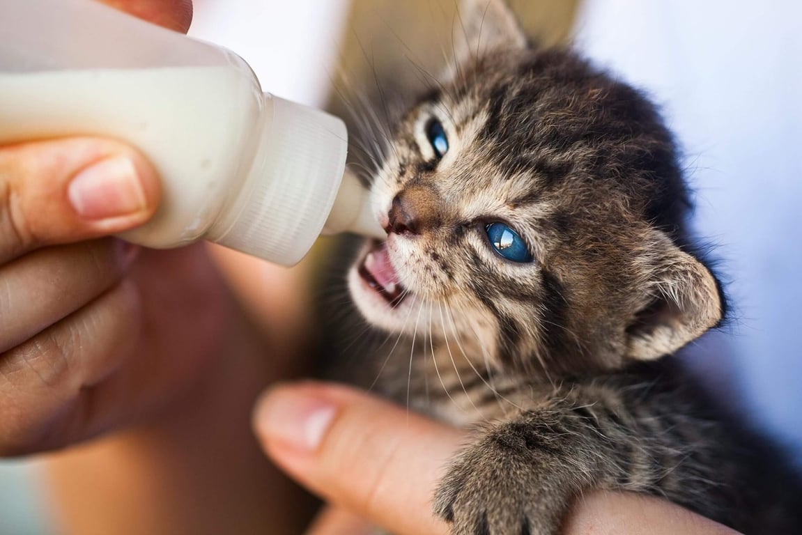 Pet Care Scaled