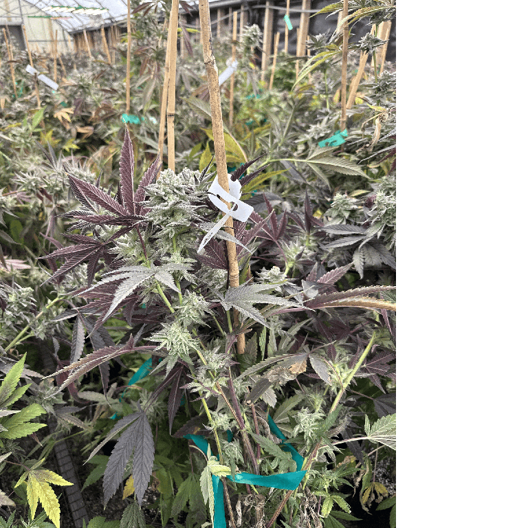 Large pheno hunt in progress