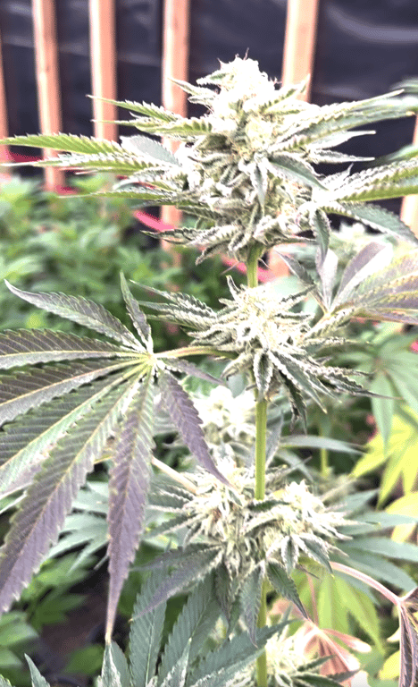 California Cannon featured flower image