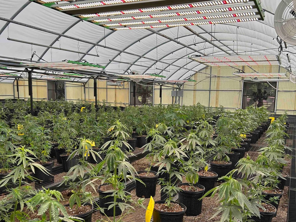 Greenpoint Seeds hero image