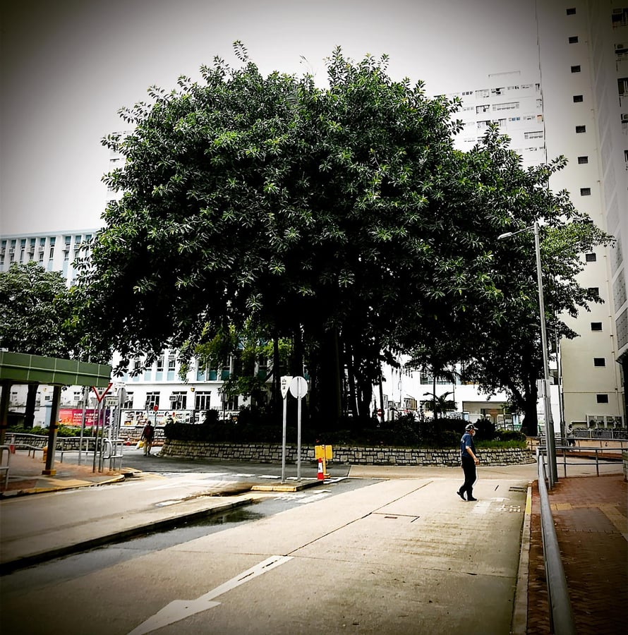 彩虹邨不只是一面彩虹牆：一座公屋，如何說出六十年的香港故事