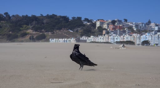 grounded crow