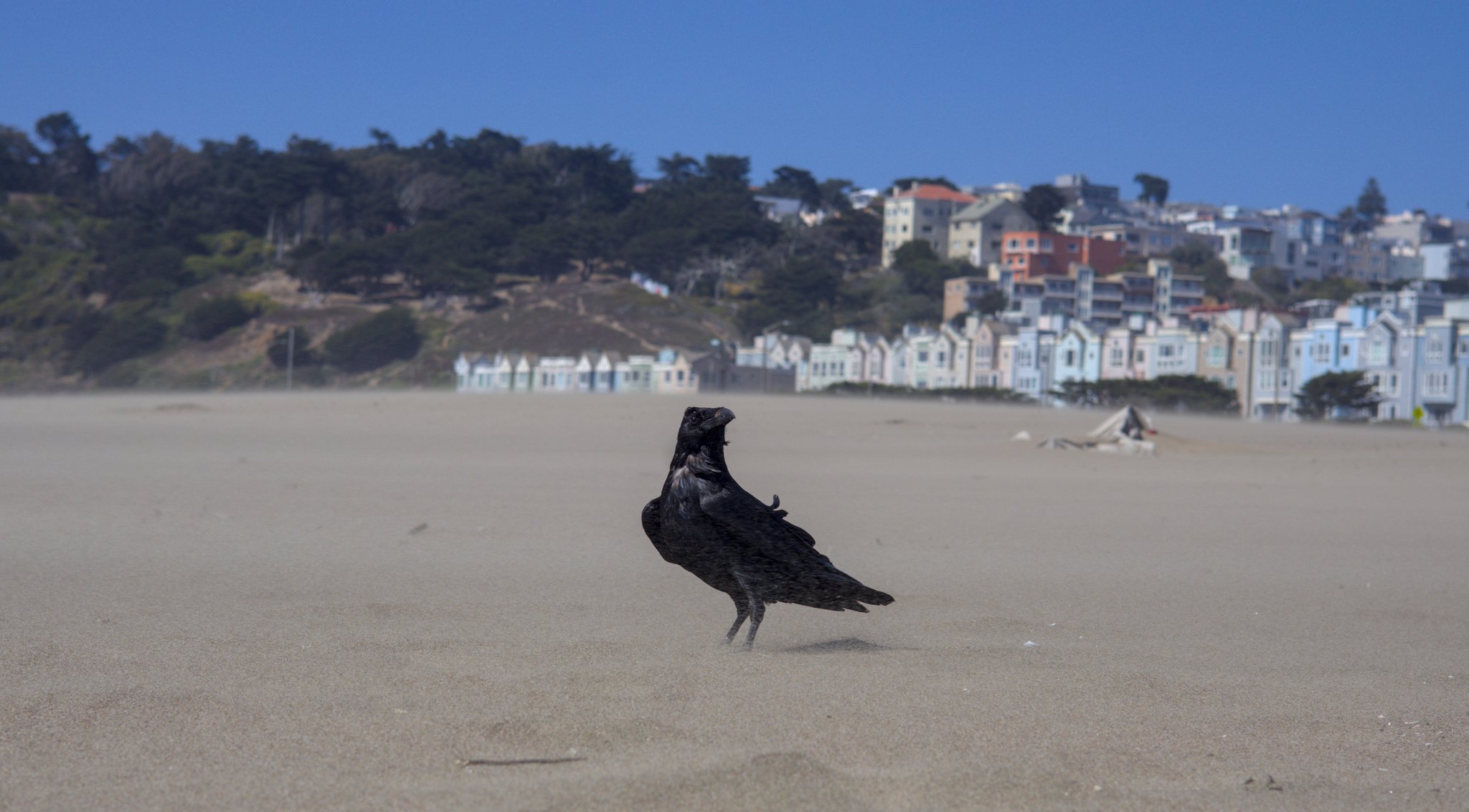 grounded crow