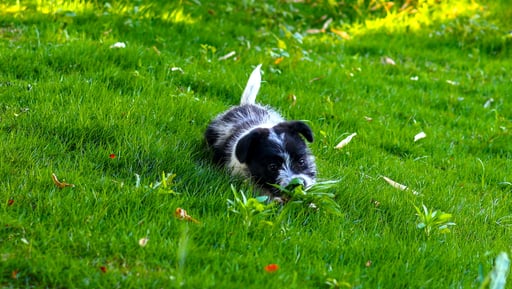 he's having fun :)