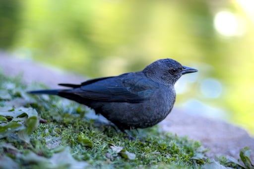 blackbird