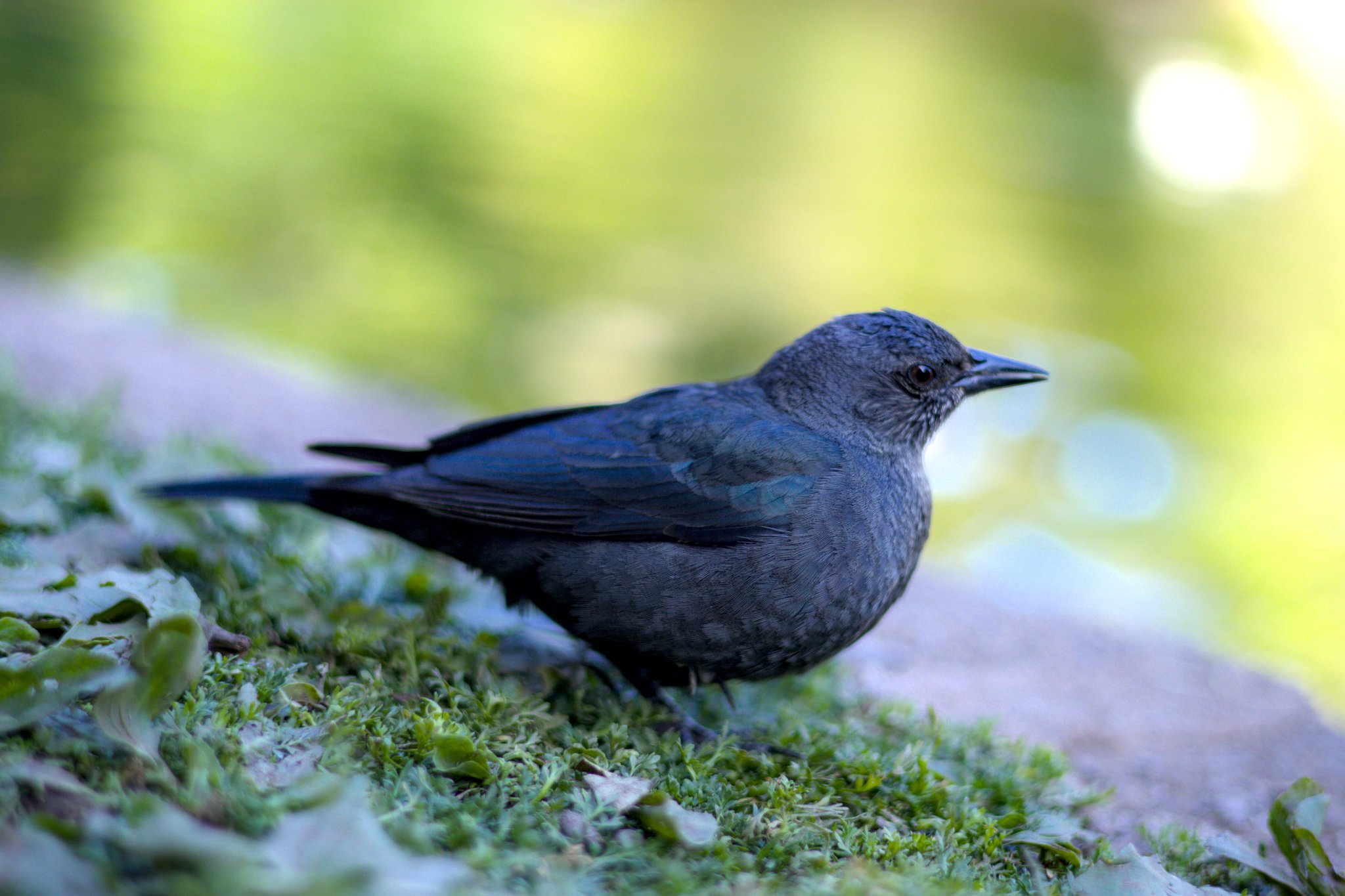 blackbird
