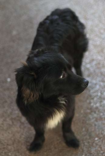 there are many such stray dogs in leping. many are kidnapped and/or eaten