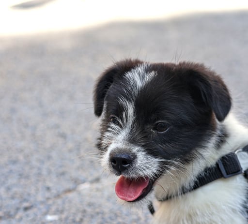 cola the dog is 2 months old here