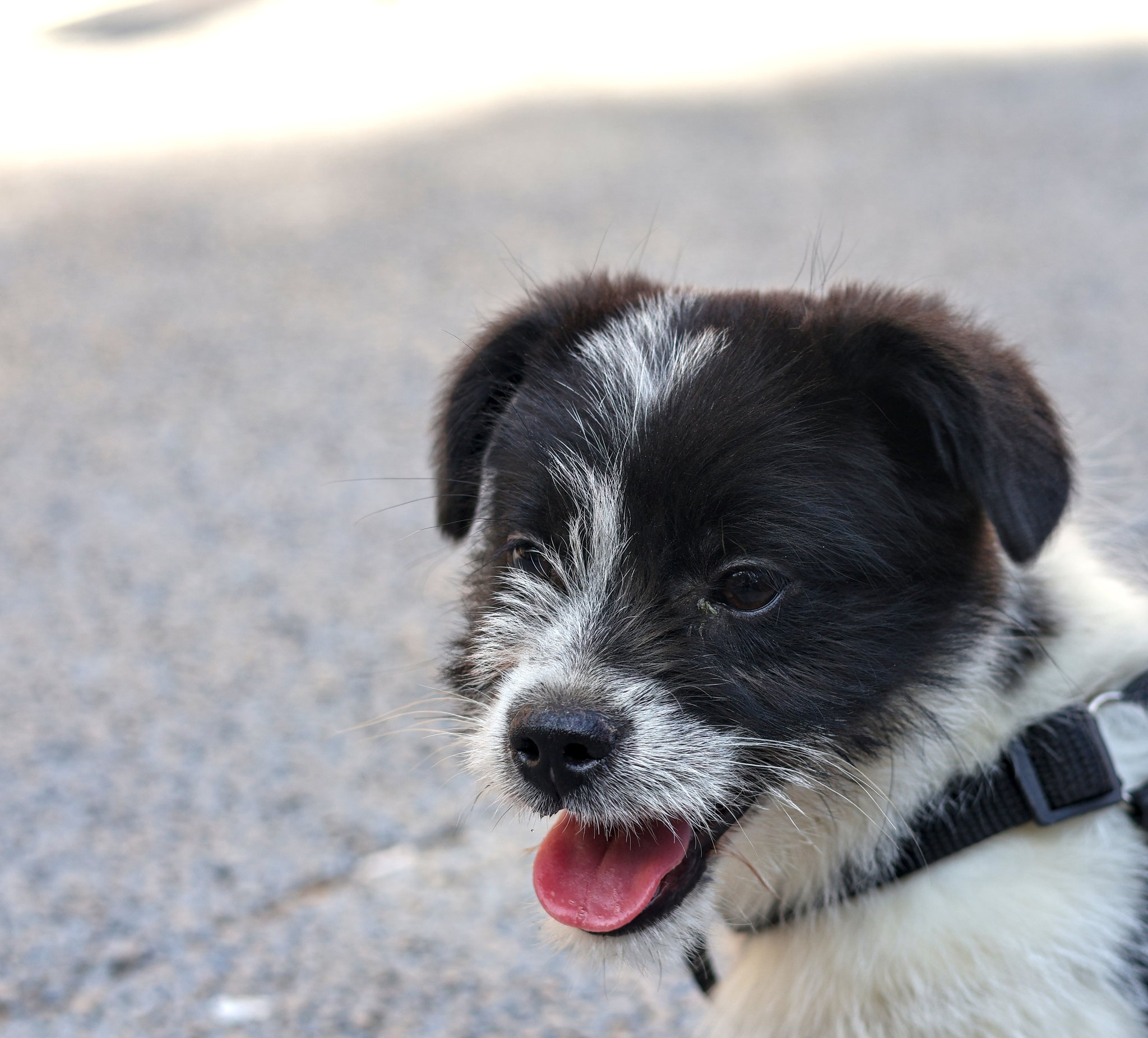 cola the dog is 2 months old here