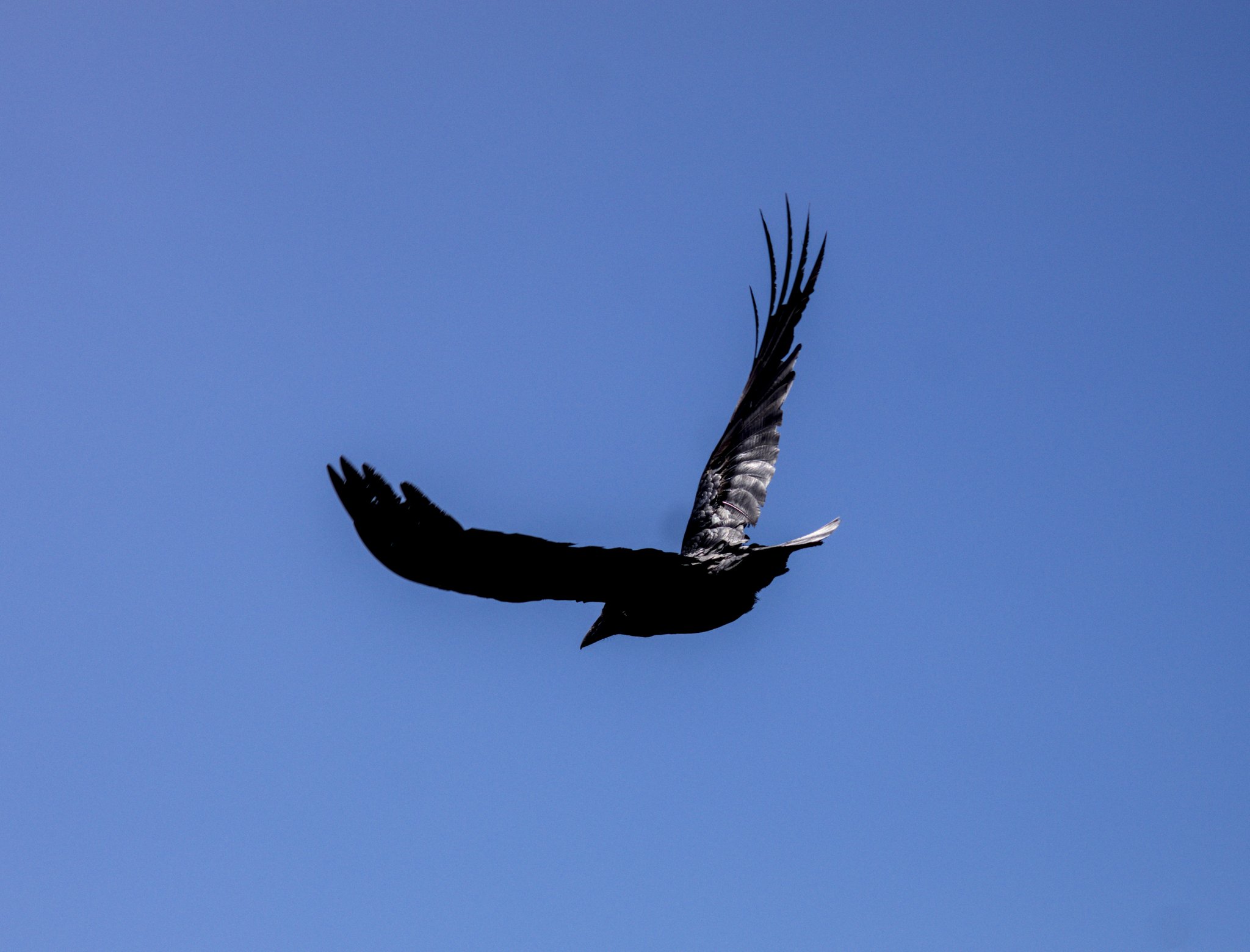 crow
