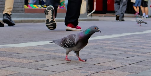 these shibuya pigeons are built different