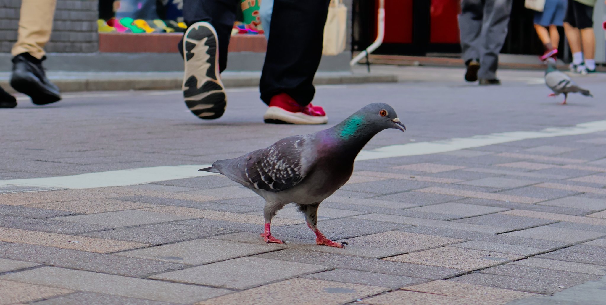 these shibuya pigeons are built different