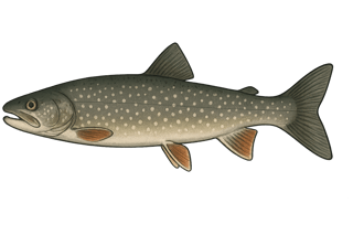 Cristivomer - Salvelinus namaycush