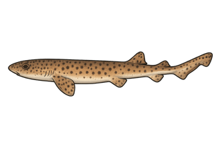 Petite roussette - Scyliorhinus canicula