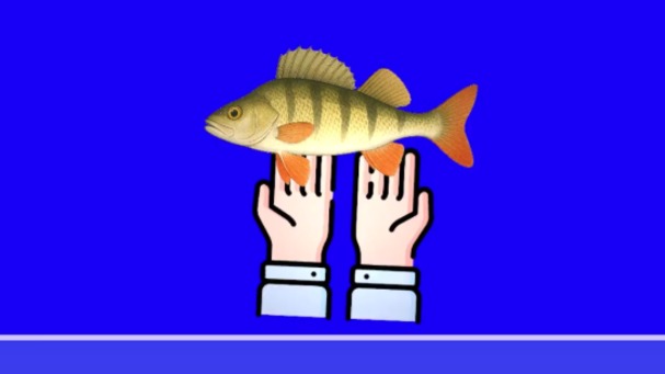 Manipulation Respectueuse des Poissons : Catch and Release & Ikejime