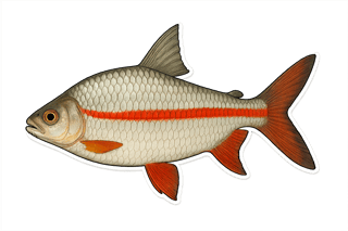 Coumarou - Prochilodus rubrotaeniatus