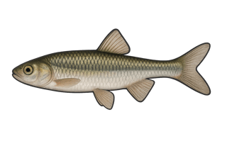 Pseudorasbora - Pseudorasbora parva