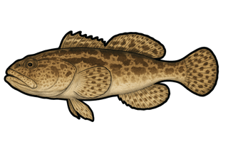 Torche - Batrachoides surinamensis