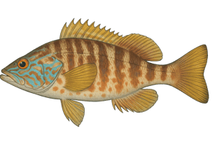 Serran écriture - Serranus scriba